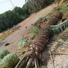 نخيل الزلفي الغاط المجمعه سدير القصيم