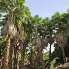 نخل واشنطونيا وشنطونيا الامريكي