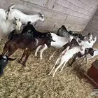تيوس بلدي للبيع بالجملة والتفريد العدد 18