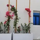 منسق حدائق أشجار طبيعي ورود طبيعي