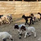 دواغيرنعيم العدد 18