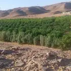 نخل ملوكي وجوز هند وحمضيات وزيتون وطلح مقاسات مختلفه