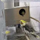 للبيع زوج كروان منتج ما شاء الله النوع كروان