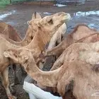 إبل للبيع 10رواس مع فحلها
