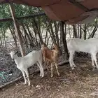 بهم ماعز تربيه فاخر من الآخر