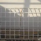 شبك - سله علويه - كان راكب على فورشنر.. للبيع