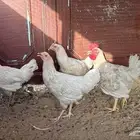دجاج تركي مستوا والون فواخر