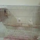 جواز كروان البينو عيون حمرا