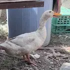 بط بكيني
