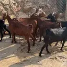 للبيع عدد 9 عنقان