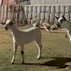 تيس وجفره فاخره