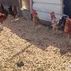 ديوك للبيع