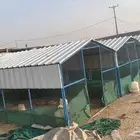 صنادق دجاج للبيع