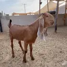تيس مطور مشروع فحل صنف