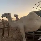 بكار طيبات