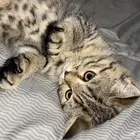 قط سكوتش ستريت شورت هير