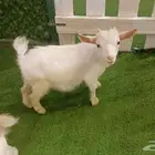 للبيع قزمي قرمي بيور