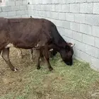 بقرة جيرسية حلوب