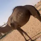 ناقه مقصب