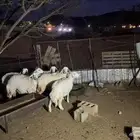 رخال للبيع