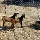 ذبايح خرفان وتيوس . العرضية الجنوبية