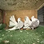 للبيع انواع حمام ومنتجه
