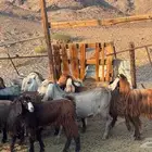 اجفار مصريات صنف طيبه