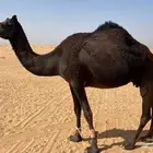 للبيع عشرا طيبه