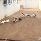 وز  بط للبيع على السوم