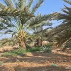 للبيع نخل عجوه في قلب المدينة