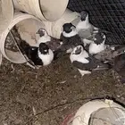 حمام كنق للبيع لين بعد بكره ويتم البيع