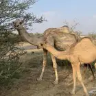 ناقه اركه ام ثالث