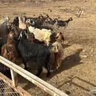 معزا