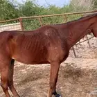 فرس للبيع نقبل عروض غنم