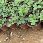 تنسيق حدائق زراعة شتلات شتلات زينه أشجار زينة .أشجار ظل