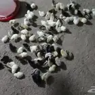 صوص دجاج بلدي