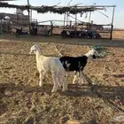 خرفان نجد