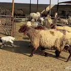 رغث فاخره للبيع 23 تحتها 23