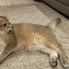 للبيع ذكر سكوتش فولد بيور