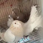 حمام للبيع