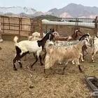 للبيع معزه مصريات 10روس دفيع من 650ريال