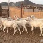 البيع معزه بيشيات مراح واحد العدد9