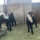 تيوس العدد 4