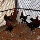 للبيع ديكه بلديه