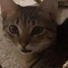 قطط للتبني