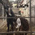 تيس ماشاءالله تبارك الله جرم وحار في قريعه وصحته ممتازه