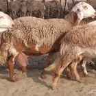 للبيع غنم سواكنيات مهجنه دفيع