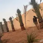 نخيل فاخر للبيع