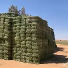 برسيم ناعم ورق