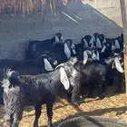 للبيع تيوس